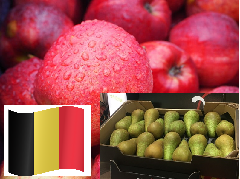 Pierwsze szacunki zbiorów w sezonie 2023–2024 dają ciekawy obraz zbiorów jabłek i gruszek w Belgii.