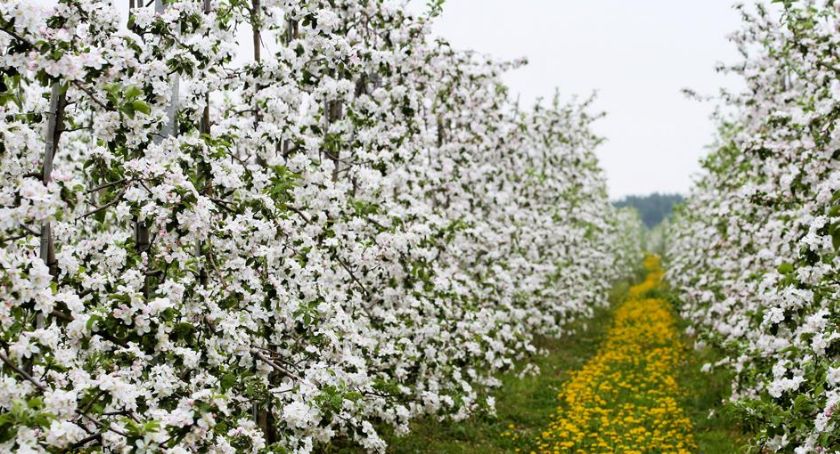 Kwitnienie jabłoni w 2023 r.
