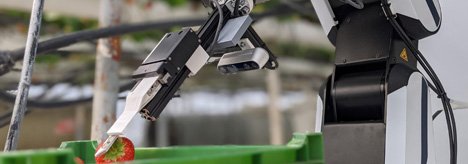 Nowość w GreenTech: Robot zastępuje zbieraczy truskawek