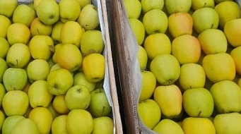 Super wczesne jabłka w Uzbekistanie są już w sprzedaży i są droższe niż importowane egzotyczne