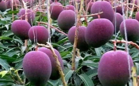 Najdroższe mango na świecie: fioletowe