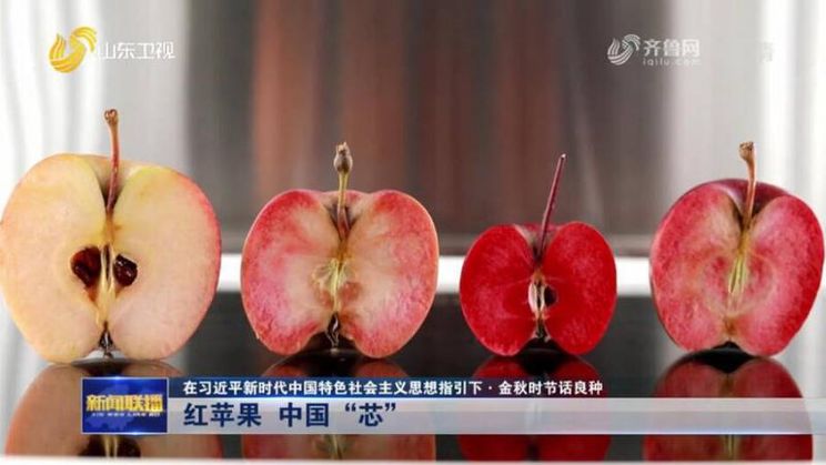 W Chinach wyhodowano nowe odmiany jabłek o czerwonym miąższu