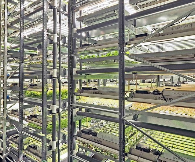 Największa pionowa farma w USA zaczyna uprawiać truskawki