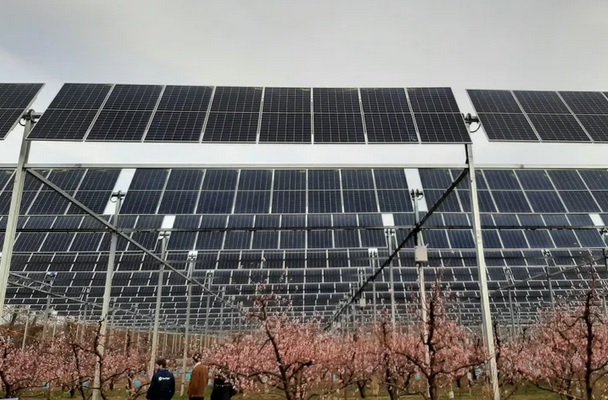 Panele słoneczne do ochrony drzew owocowych we Francji