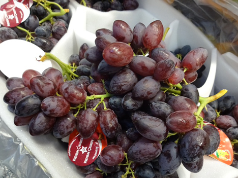 Maula - nowa odmiana winogron
