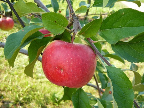 Brazylijscy naukowcy opracowują 100% czerwone jabłko Gala