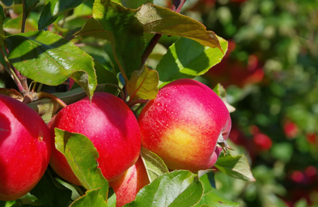 Ze świata: Import i eksport świeżych jabłek w marcu 2022 w Chinach