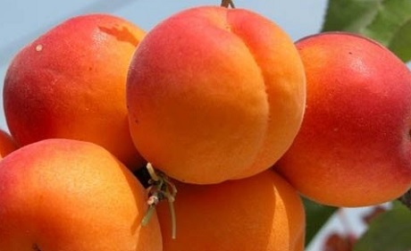 Włochy: owoce gotują się na drzewach