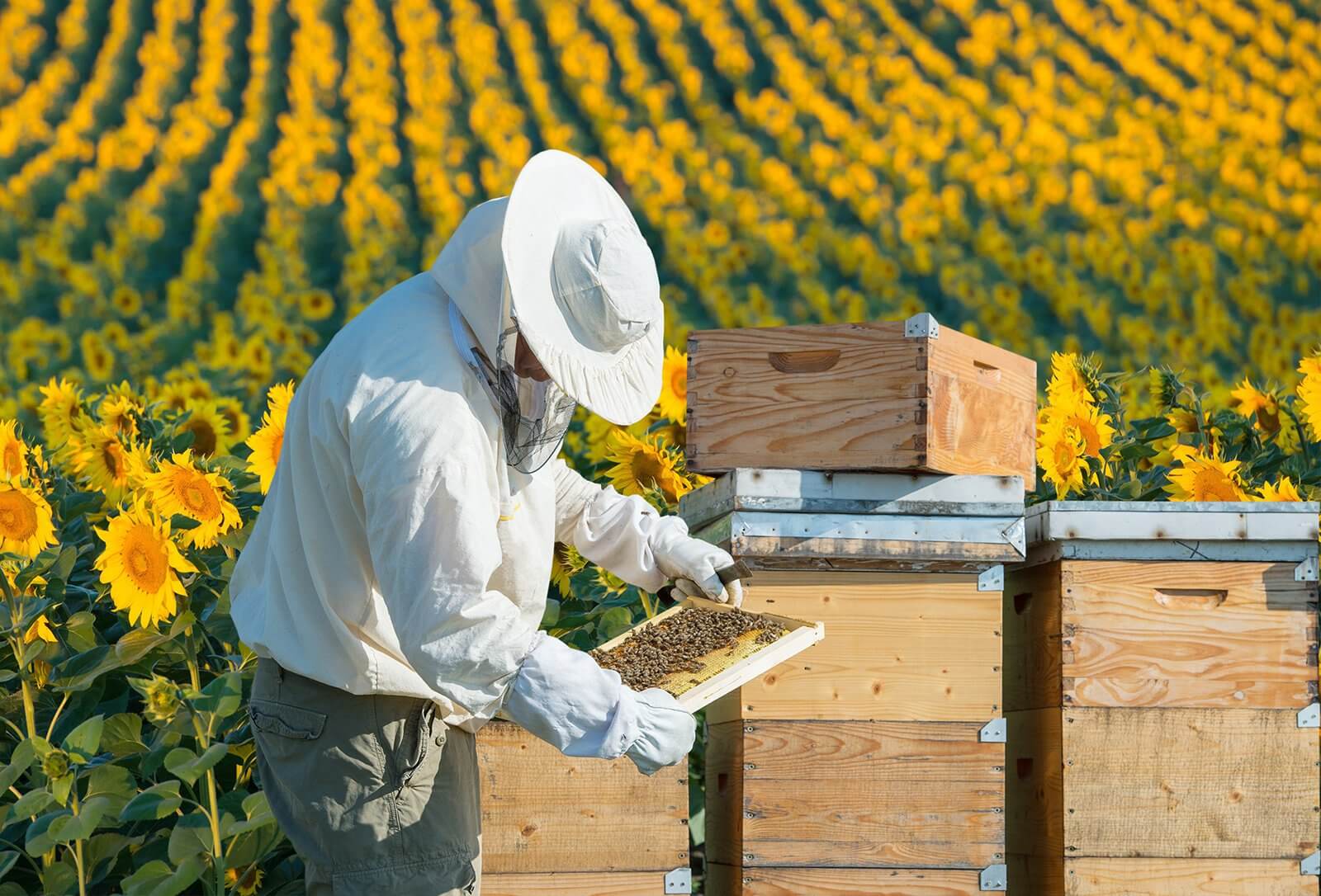 Już wkrótce ruszają trzy interwencje pszczelarskie