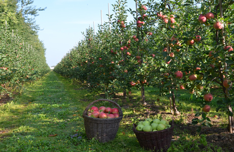 Ze świata : Indie: Rząd Himachal Pradesh domaga się wyższego cła importowego na jabłka